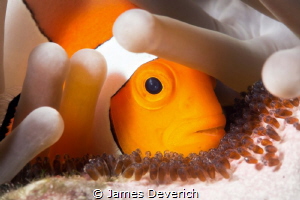 Stay back these are not for an omelet! False Clown with e... by James Deverich 